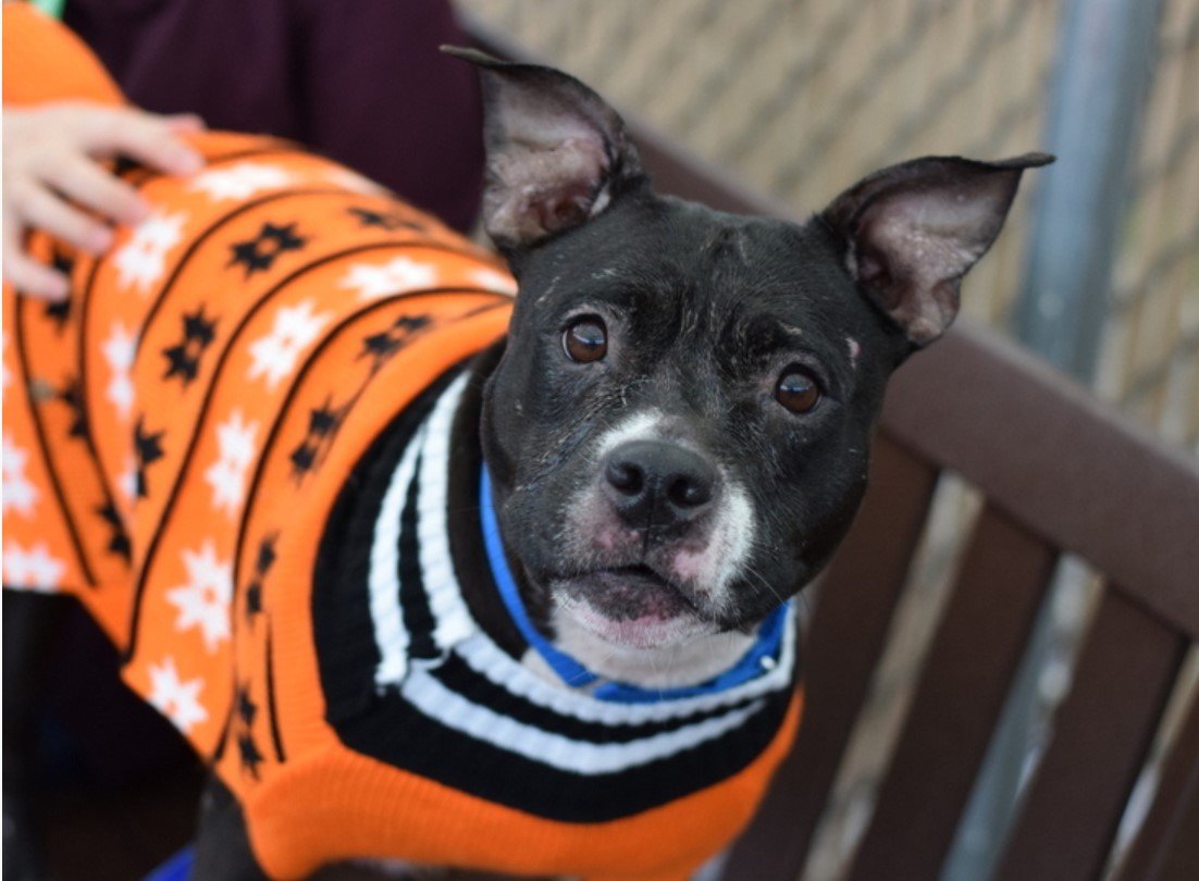 MyBoxerLuvMac1's tweet photo. πCarly Witwickyπ
#NYCACC #183055 8y
βͺοΈAdoption fell thru
βͺοΈWill be Listed Soonπ
Sweet Sr πΌ has CIRDC, not eating well.
Wiggly, social, best behavior!
Gd w dogs + kids!
U Cldnt ask 4 a better BFF!
Affectionate sweetie needs loving, N.East #Adopter/#Foster.
Pls #pledge
πCW https://t.co/bpR6uQuaV5