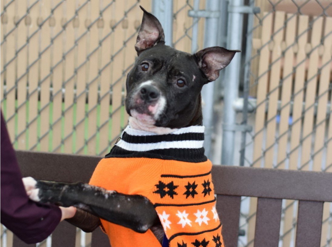 MyBoxerLuvMac1's tweet photo. πCarly Witwickyπ
#NYCACC #183055 8y
βͺοΈAdoption fell thru
βͺοΈWill be Listed Soonπ
Sweet Sr πΌ has CIRDC, not eating well.
Wiggly, social, best behavior!
Gd w dogs + kids!
U Cldnt ask 4 a better BFF!
Affectionate sweetie needs loving, N.East #Adopter/#Foster.
Pls #pledge
πCW https://t.co/bpR6uQuaV5