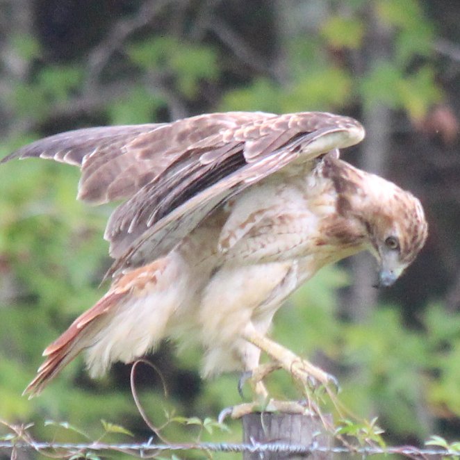 sputterfuss6's tweet photo. #bird #birdtwitter #flight #photography #hawk #perched #fluffing https://t.co/YfEagCfZvM