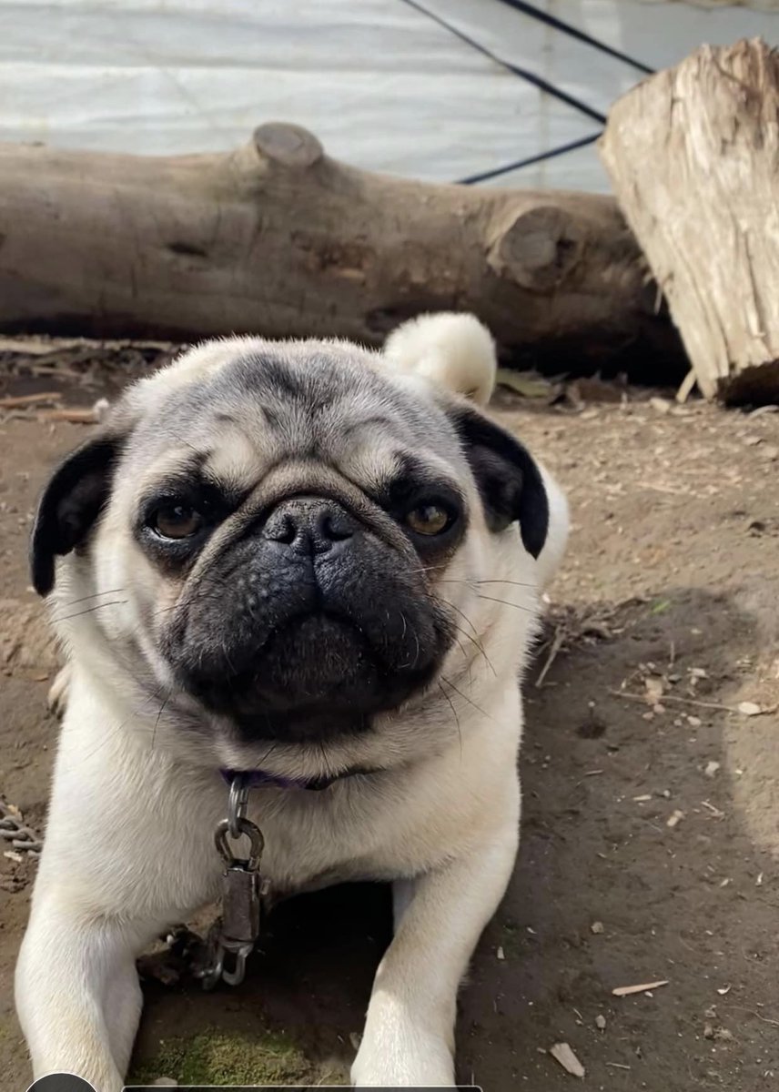 Venusitasunev's tweet photo. “Mi perro me miraba, con esos ojos más puros que los míos, perdía el tiempo, pero me miraba, con la mirada que me reservó toda su dulce, su peluda vida, su silenciosa vida, serca de mí, sin molestarme nunca y sin pedirme nada” (Neruda. P)

#AmigoQueNoMiente https://t.co/rlqVFRwOe1