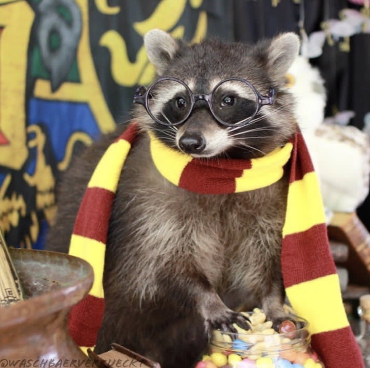 raccoonhourly's tweet photo. https://t.co/FkAgF47I3m