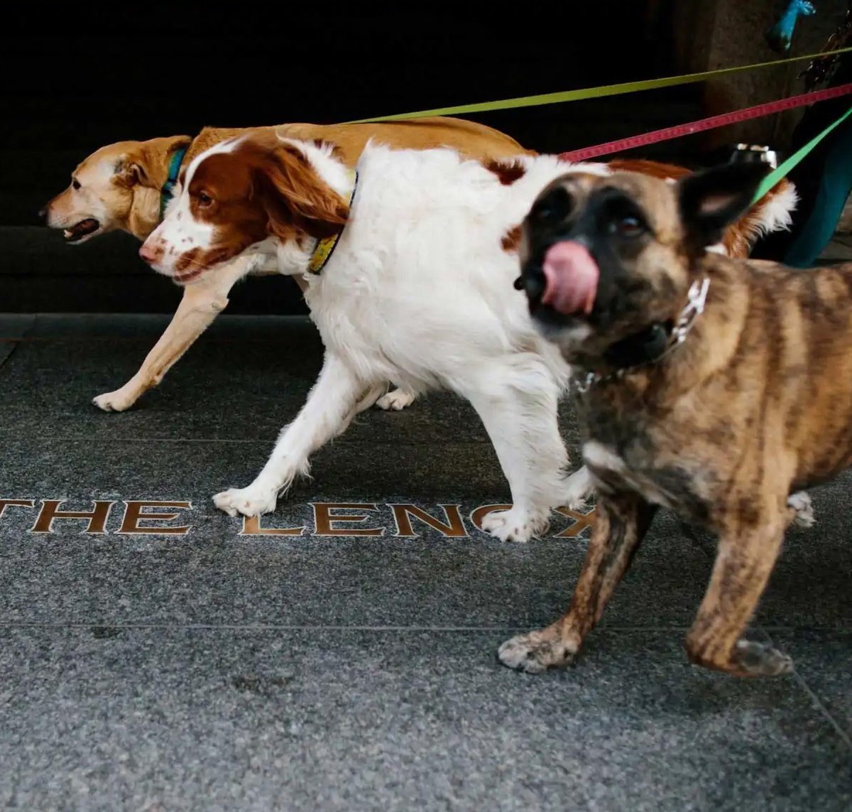 Stroll on by Friday, 10/27 for our DOGTOBERFEST! Bring your furry friend and enjoy a sampling of beers/nuts from <a href="/untoldbrewing/">Untold Brewing</a> + <a href="/qsnuts/">Q's Nuts</a> + dog treats from <a href="/JacksSnacks/">Jack's Snacks</a> + pics with your pooch! Free tix here: bit.ly/lenox_dogtober… #bostondogevents #dogfriendlyevents #yappyhour