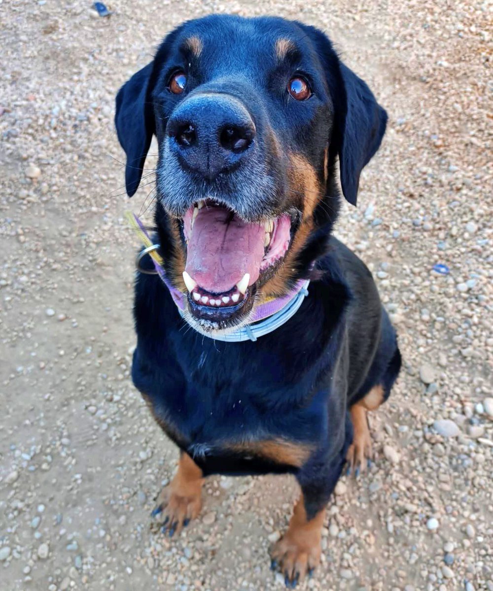 SosAbuelos1's tweet photo. #Huelva
Ya no sabemos a qué puerta llamar ni cómo ayudarlo.
Necesitamos que nos echéis una patita difundiendo su caso🥺.

Tras una vida miserable, el abuelo #DON sigue esperando...
Abandonado en la perrera muy enfermo, fue adoptado y ¡devuelto! después de años!!

Don necesita contacto y cariño de la gente para ser feliz. Tiene una energía baja.
Convive bien con más perretes siempre que sean tranquilos y respeten su espacio.

Necesita licencia en algunas comunidades. (Trámites sencillos si hay ganas de salvar una vida).
💌 adopciones@asociacionhada.org