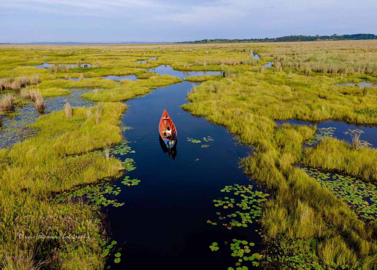 Uganda The Pearl of Africa 🇺🇬🔥
(Mabamba Wetlands Entebbe Ug)

Every single day there is something to wow you about this magical destination. 

#ExploreUganda #TwitterNatureCommunity #landscapephotography #NaturePhotograhpy #Photohour #fridaymorning #PhotoChallenge2023October