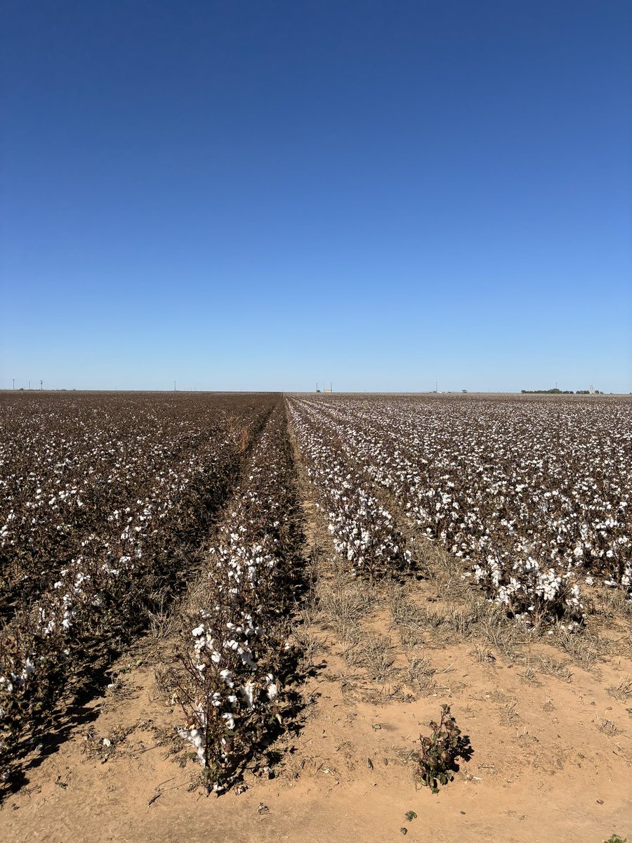 Justin Campbell tweet media