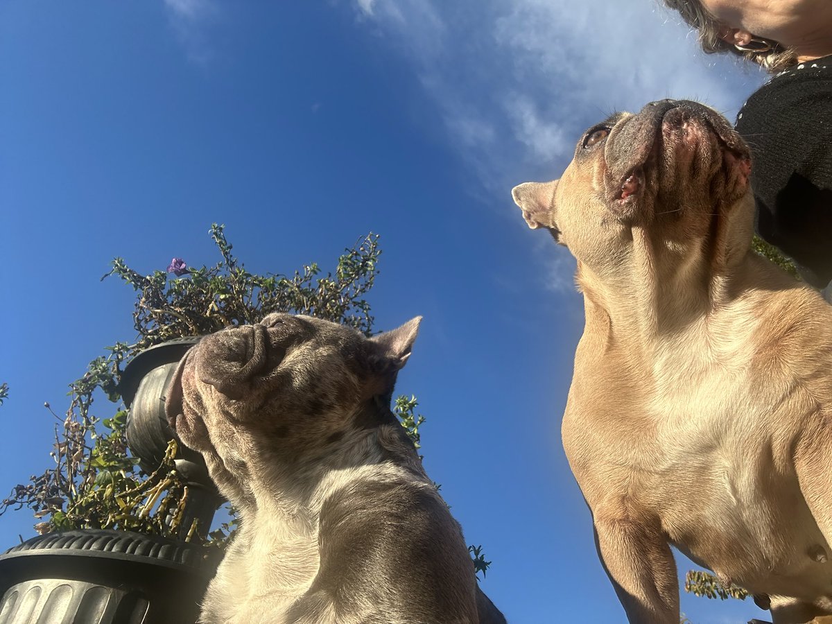 Just chilling with my bitch! 💖🐾💙😝☀️ #sunsout #octobersky #crazyweather #StormBabet #frenchies #FridayVibes #friyay