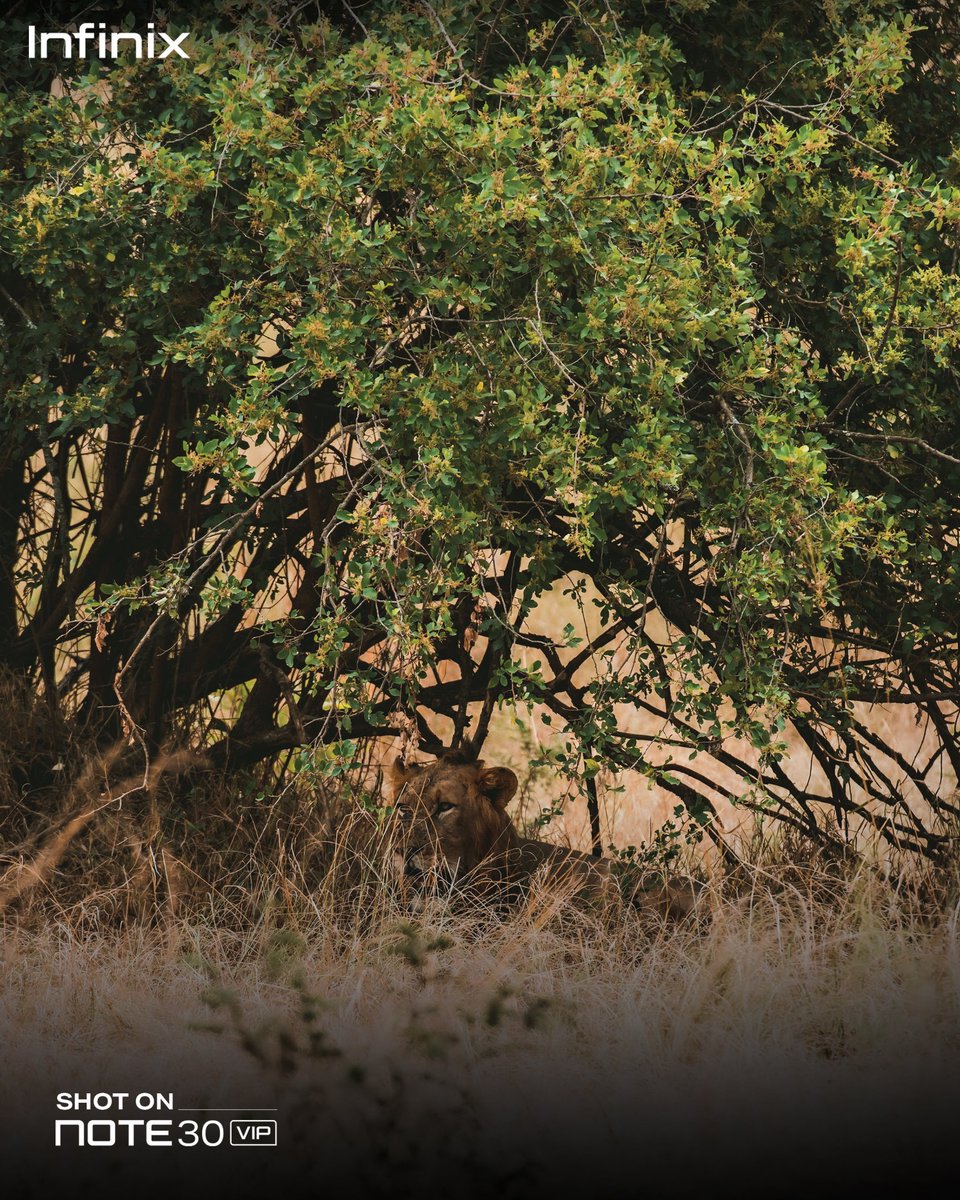 infinixrwanda's tweet image. Ese inyamaswa igaragara mu ifoto iboneka he mu Rwanda? #Note30VIP #ShotON