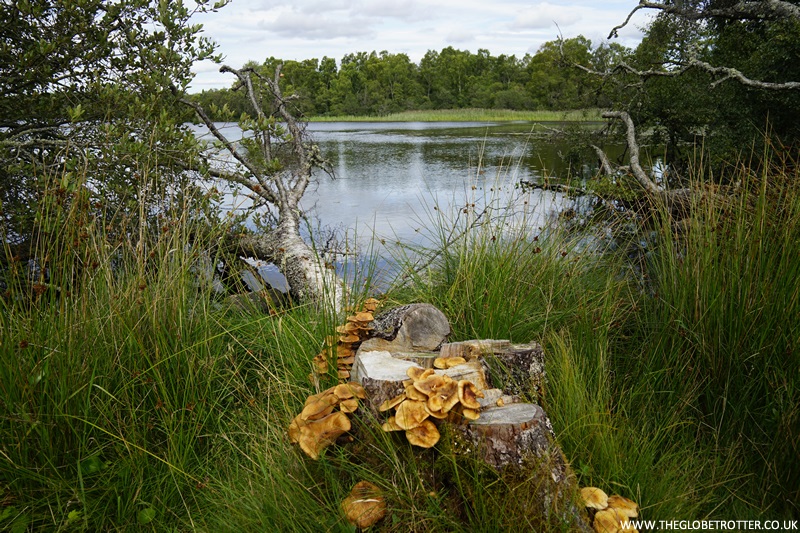 Foggintor Quarry Walk - The Globe Trotter