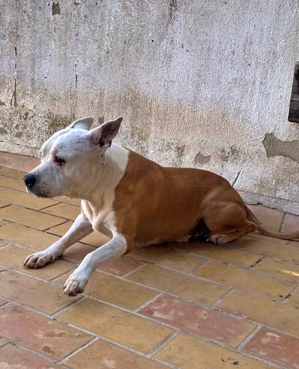 SosAbuelos1's tweet photo. #Cadiz
Esta belleza de abuelito de unos 8- 9 años vive solito en una azotea y no para de llorar...
Sus dueños "no pueden hacerse cargo"...

Es buenísimo, noble y obediente.
Por favor se necesita acogida urgente para sacarlo de ahí!!.
Si no podéis por favor compartir.

Está en San Fernando
644 43 45 89 WhatsApp