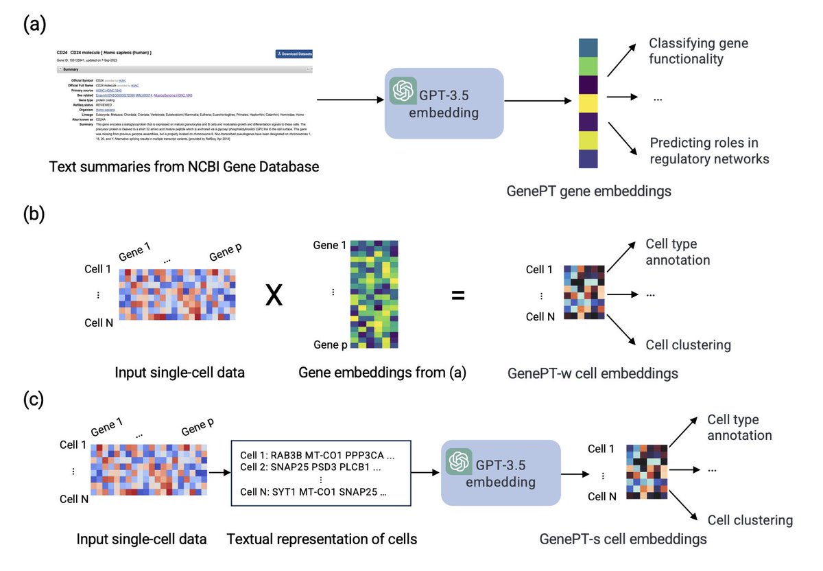 james_y_zou's tweet image. 📢Introducing GenePT, our new #gene + #singlecell #foundationmodel built from #ChatGPT. It&apos;s simple yet surprisingly effective!

1. we use text summary + #ChatGPT to generate embedding for each gene
2. cell embedding = avg of gene vectors weighted by expression

GenePT can…