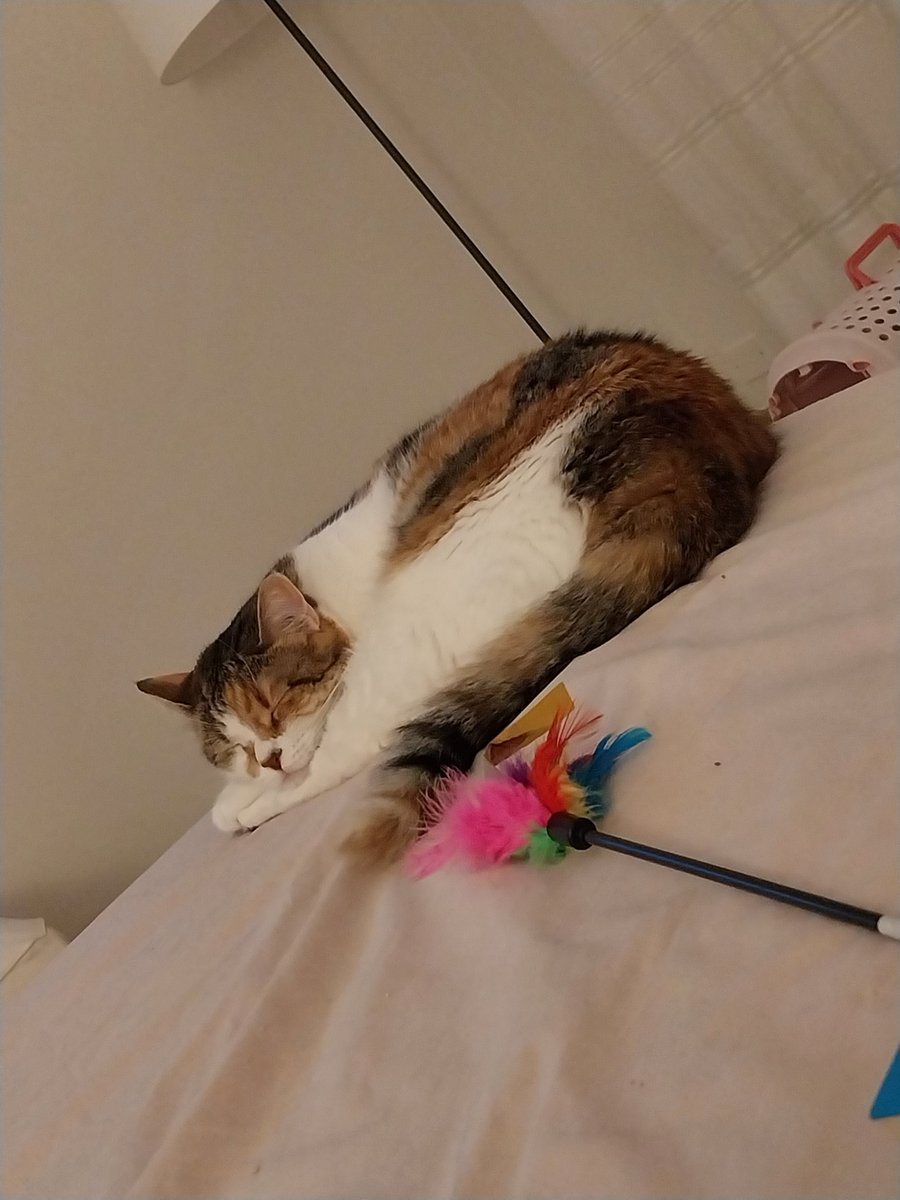 marioddo's tweet photo. Con la mia Lily , accanto a me ,sul letto...
sono in Paradiso ! #gatti https://t.co/5oru1ojSQP