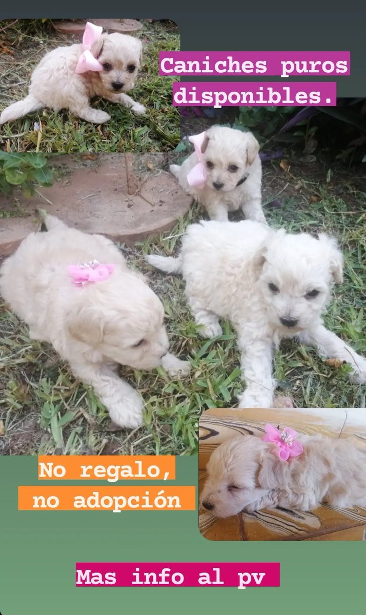 Cyn_Rolon's tweet photo. Twiteros...hagan lo suyo. Ayudenme a conseguirles una familia que les den mucho amor y todos los cuidados que se merecen 💓
RT por favor 🙏 https://t.co/PAg6eBVmM5