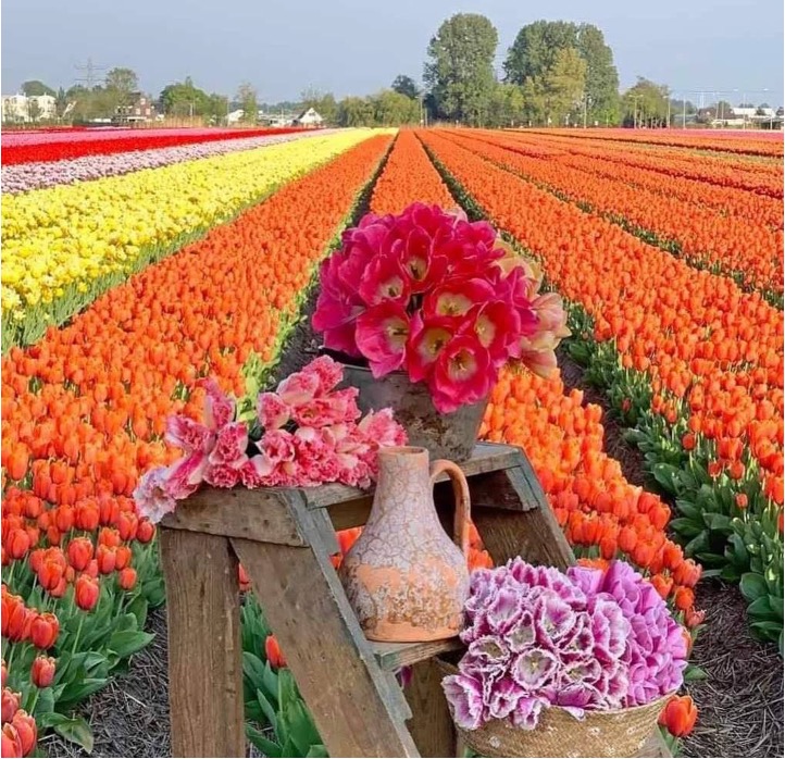 Maha_hemali's tweet photo. "عندما ترغب بتلوين حياتك استعن بجميل الألوان من الصبر، الابتسامة، التفاؤل، الصدقة، حينها ستصــبح حــياتك أجمــل" https://t.co/3AH1a4xmbp