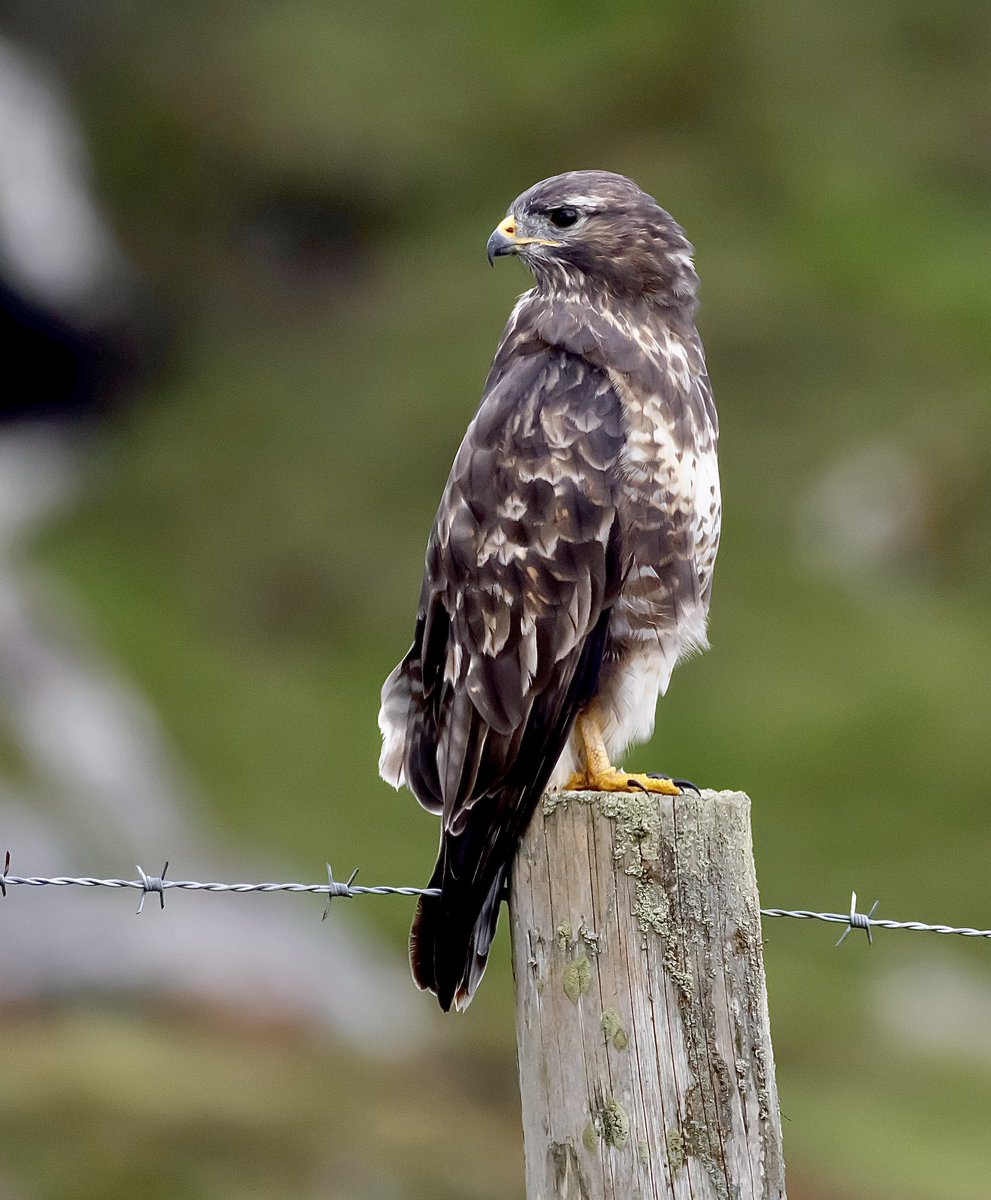 Common Buzzard on a very quiet Bodmin moor. 
<a href="/CBWPS1/">Cornwall Birds</a> #birdphotography #birds #BirdsOfTwitter #BirdsSeenIn2023 #NaturePhotography #naturelovers #TwitterNatureCommunity #wildlifephotography