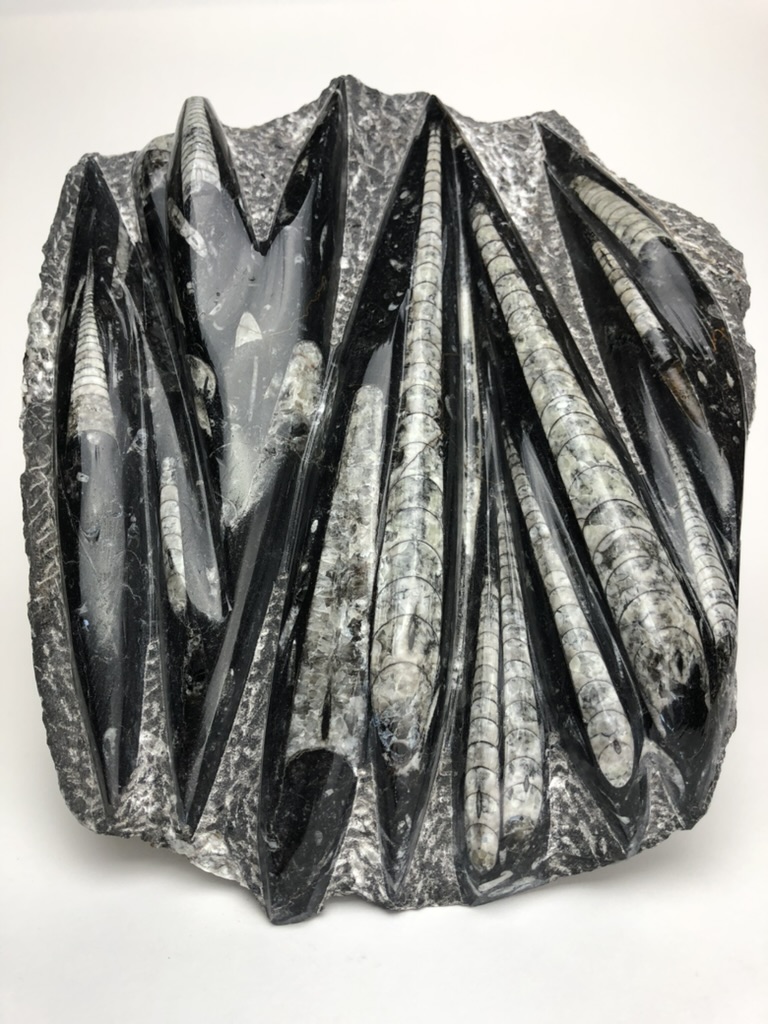 By visiting this years UW Gem and Mineral Show (Oct 27-28), you'll be entered for a chance to win our Fossilized Squid door prize! This Orthoceras, from the Devonian period, is approximately 390 million years old. It was found in the Atlas Mountain Range in Morocco.

#UWaterloo