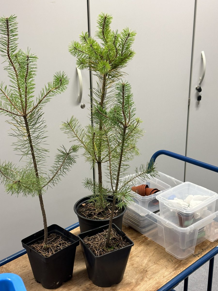 Dominik Begerow tweet media