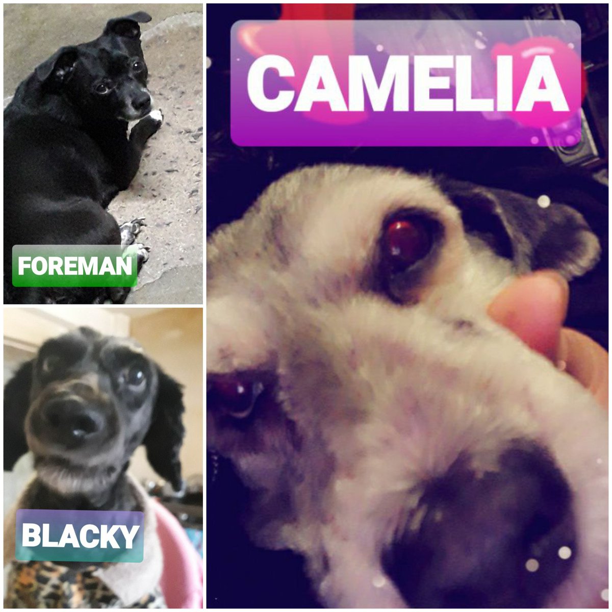 #AmigoQueNoMiente
El amor más bonito, sincero que  nunca miente ni traiciona el más leal y verdadero mis hermosos perrhijos❤🐕❤🐕❤🐕❤