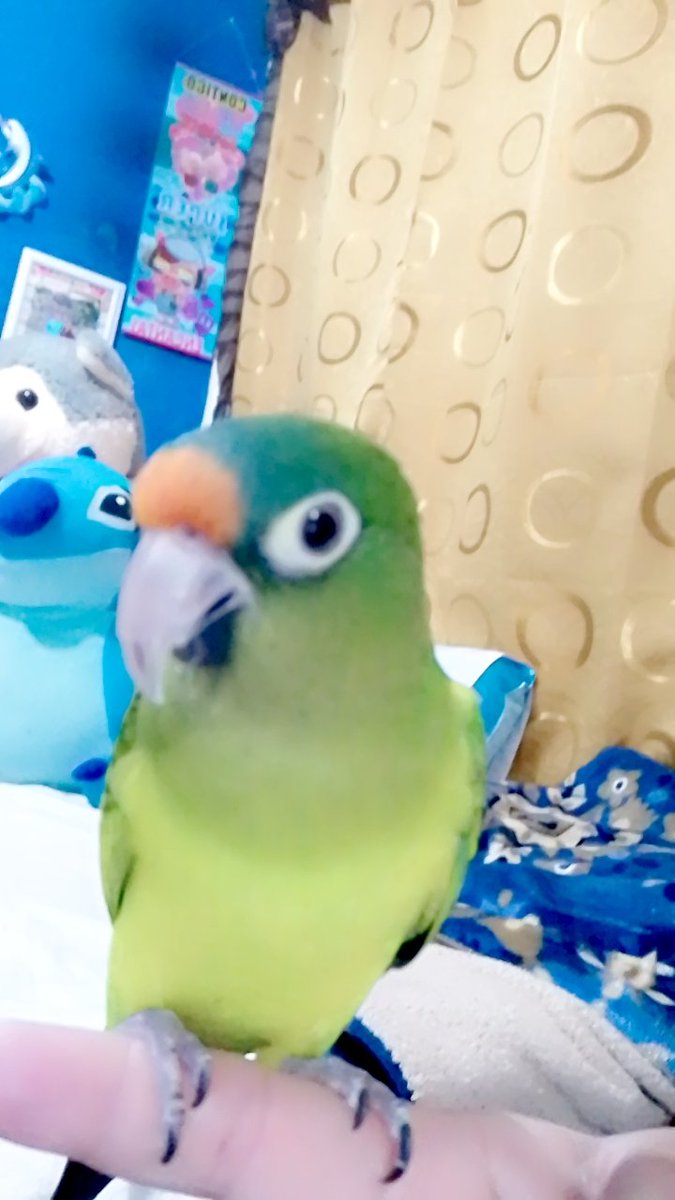 #AmigoQueNoMiente es muy hermoso, cariñoso e inteligente ❤️❤️🥰🥰