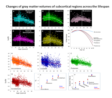 APSPublications's tweet photo. New in @JNeurophysiol: Changes of gray matter volumes of #subcortical regions across the #lifespan: A Human Connectome Project study (Peka Christova &amp; Apostolos P. Georgopoulos)

https://t.co/XJGoUVgbTR

@UMNews #ArticlesinPress #aging #subcortex https://t.co/KEY6tOV6xJ