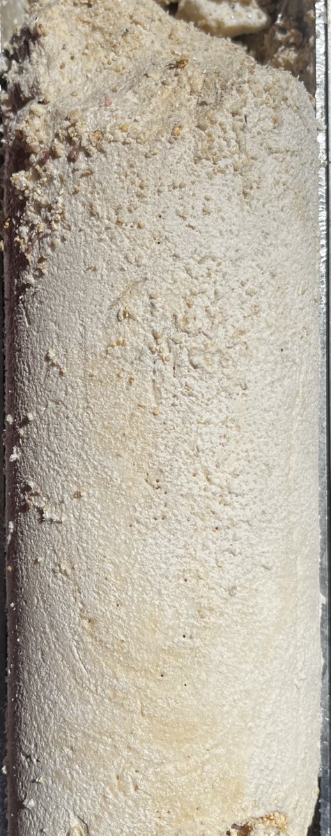 Christina Ravelo tweet media