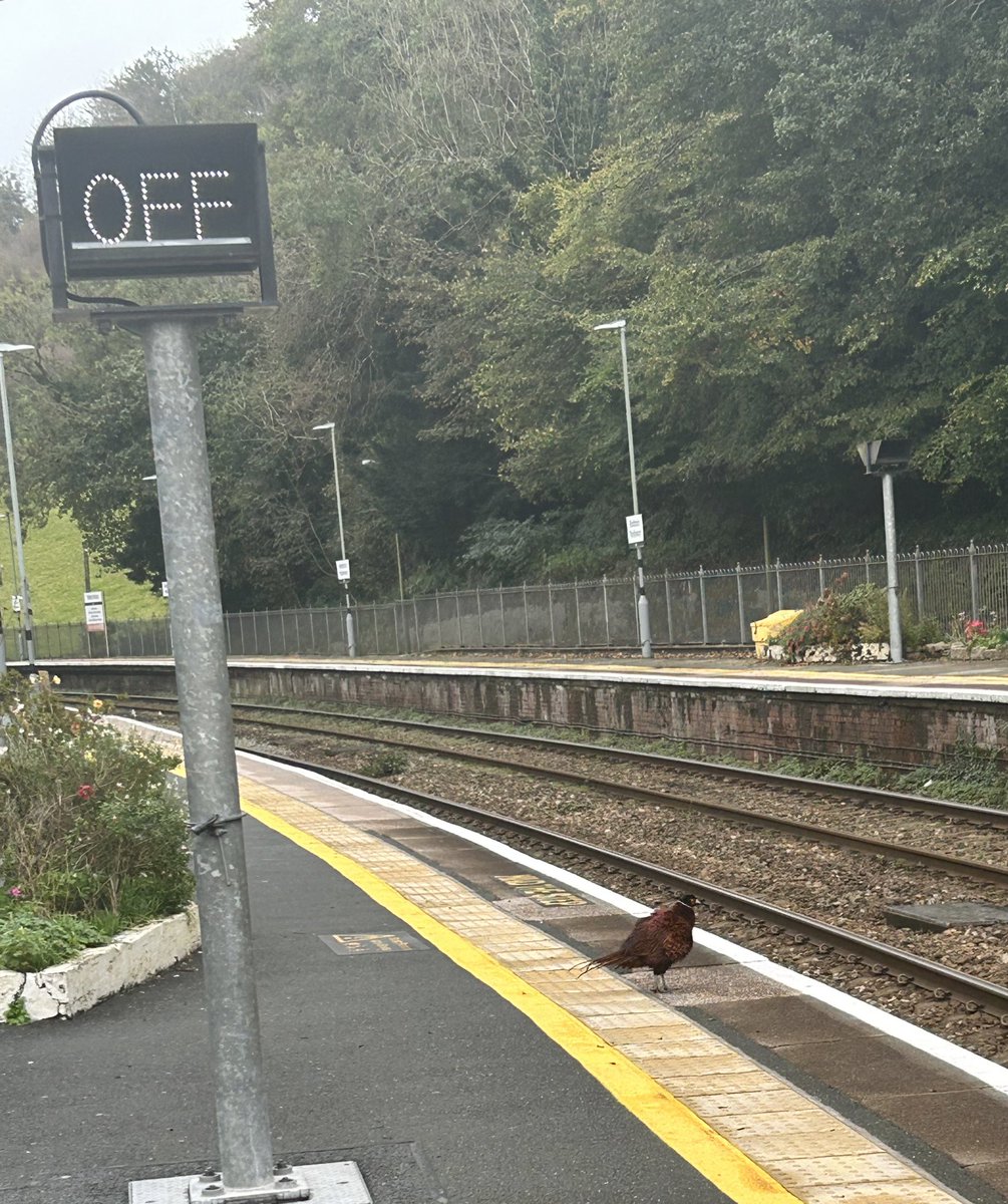 dcocker11's tweet photo. Behind the yellow lines please Sir https://t.co/nb9Jre5wy1
