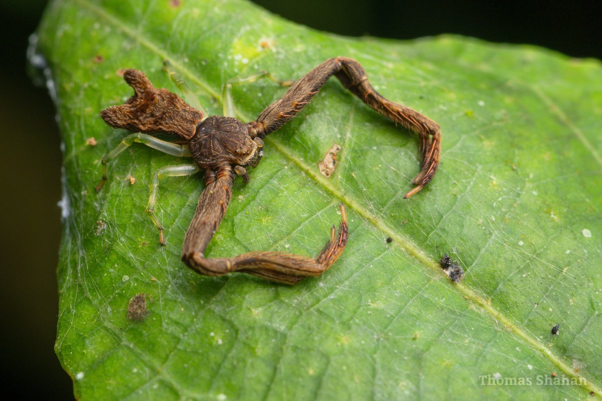 unique "square-ended" crab spider in the genus Sidymella - note how much smaller and more transparent the last two pair of legs are - almost invisible against the leaf! 

Found at night in Colombia, aug 4, 2023 #arachtober
