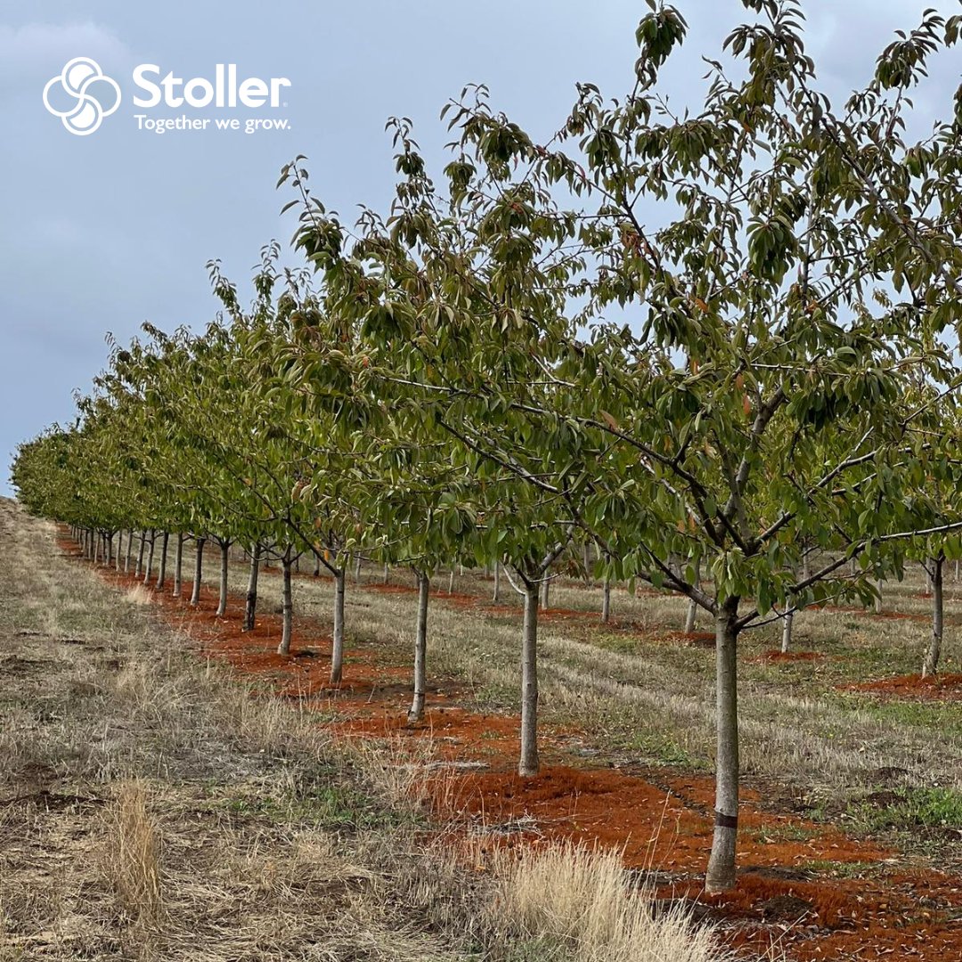 Provide post-harvest nutritional support to your trees while the leaves are still green with Nitrate Balancer™. This product can help move photosynthates from the leaves to the woody parts of the tree, leading to greater yield potential next season.