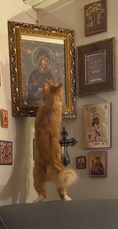 Gatólicos 🇻🇦 (@gatolicos) on Twitter photo 