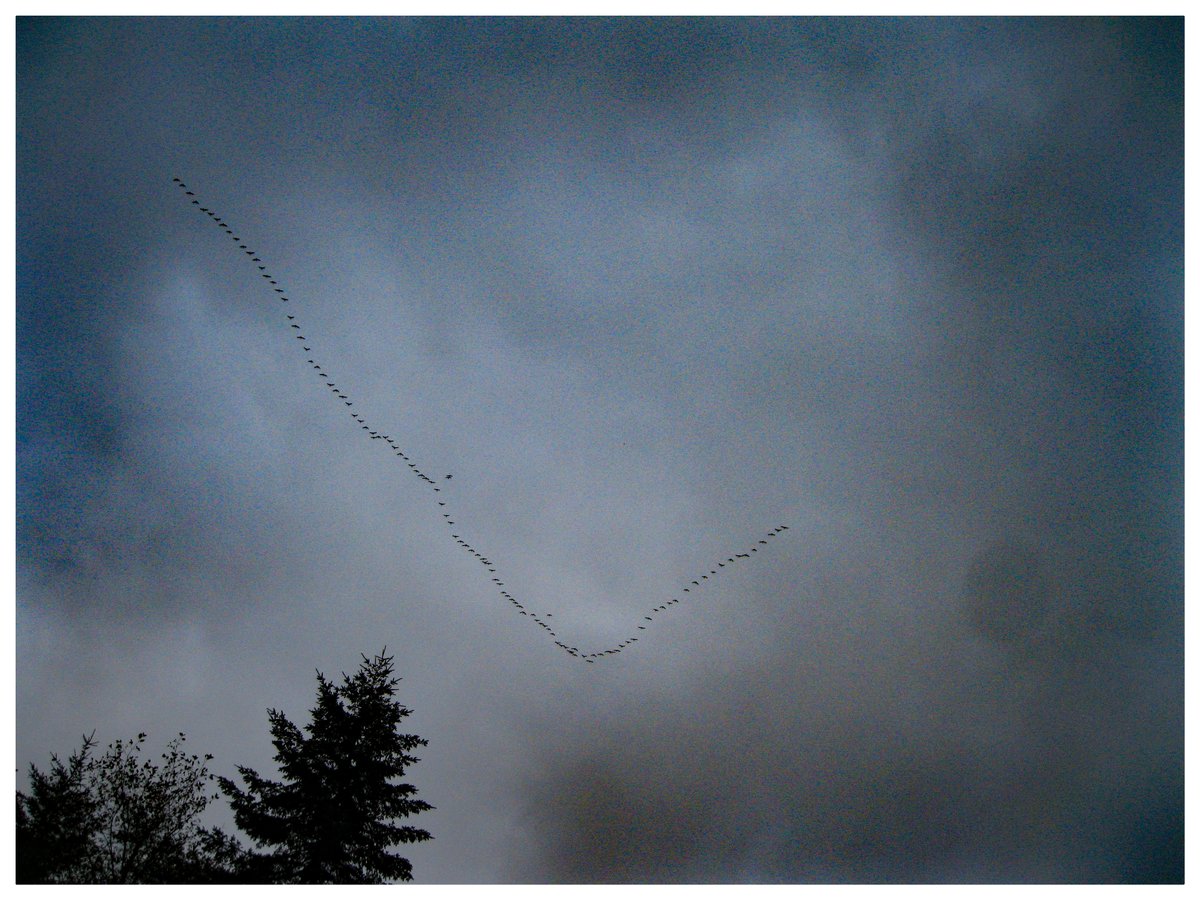 Snowgeese flyover, this morning.