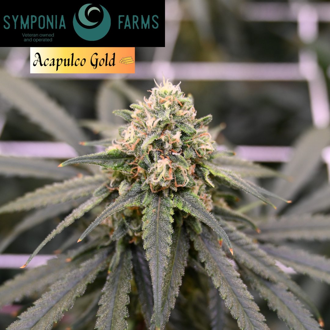 SymponiaFarms's tweet image. Next up in our rooms to be harvested is a full run of Acapulco Gold and Deadhead OG. Then not to long after that we have another run of Glueberry OG, Cookies Kush and Punch Line.
#cannabis #indoorgrown #michiganmarijuana #weedculture #thclife #symponiafarms #vetowned
#BattleCreek