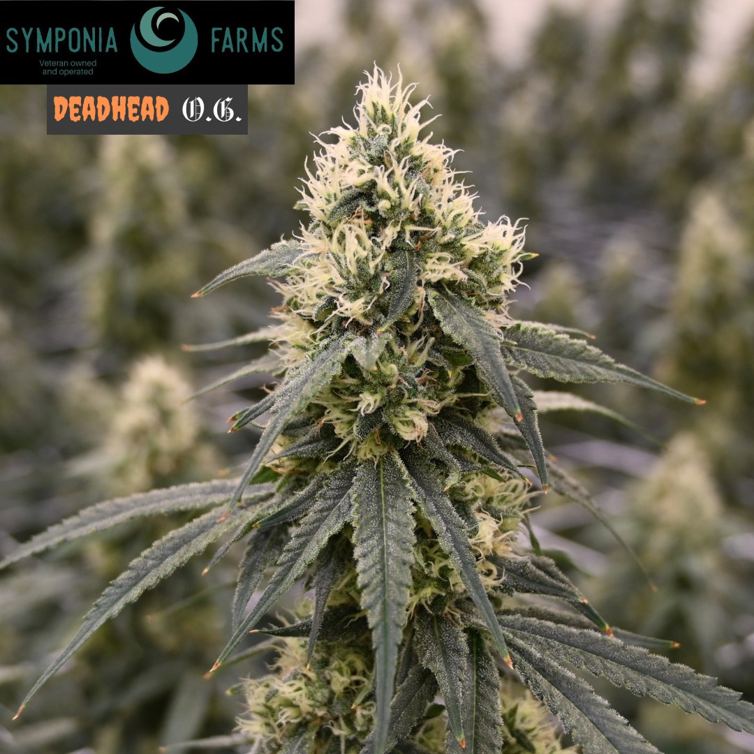 SymponiaFarms's tweet image. Next up in our rooms to be harvested is a full run of Acapulco Gold and Deadhead OG. Then not to long after that we have another run of Glueberry OG, Cookies Kush and Punch Line.
#cannabis #indoorgrown #michiganmarijuana #weedculture #thclife #symponiafarms #vetowned
#BattleCreek