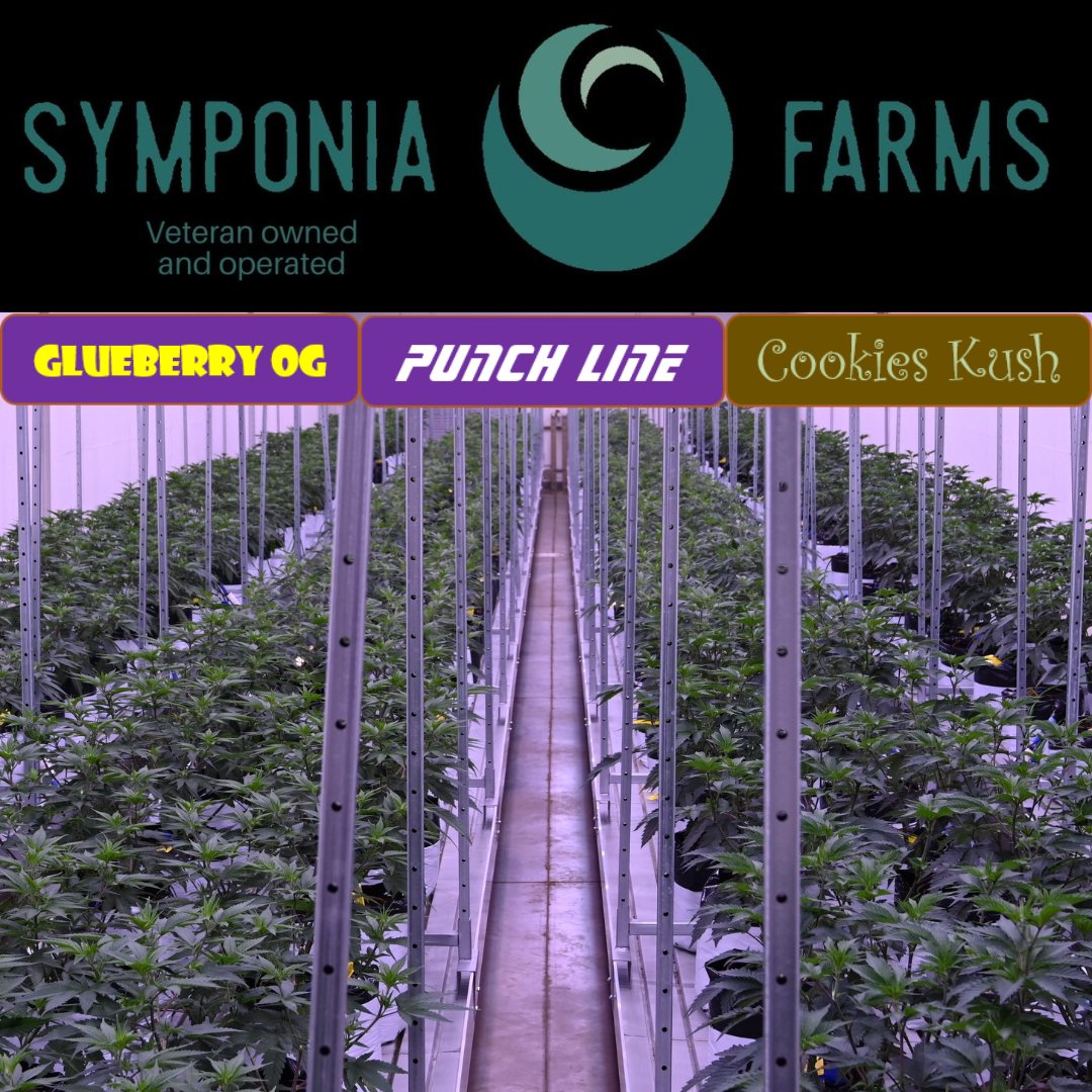SymponiaFarms's tweet image. Next up in our rooms to be harvested is a full run of Acapulco Gold and Deadhead OG. Then not to long after that we have another run of Glueberry OG, Cookies Kush and Punch Line.
#cannabis #indoorgrown #michiganmarijuana #weedculture #thclife #symponiafarms #vetowned
#BattleCreek