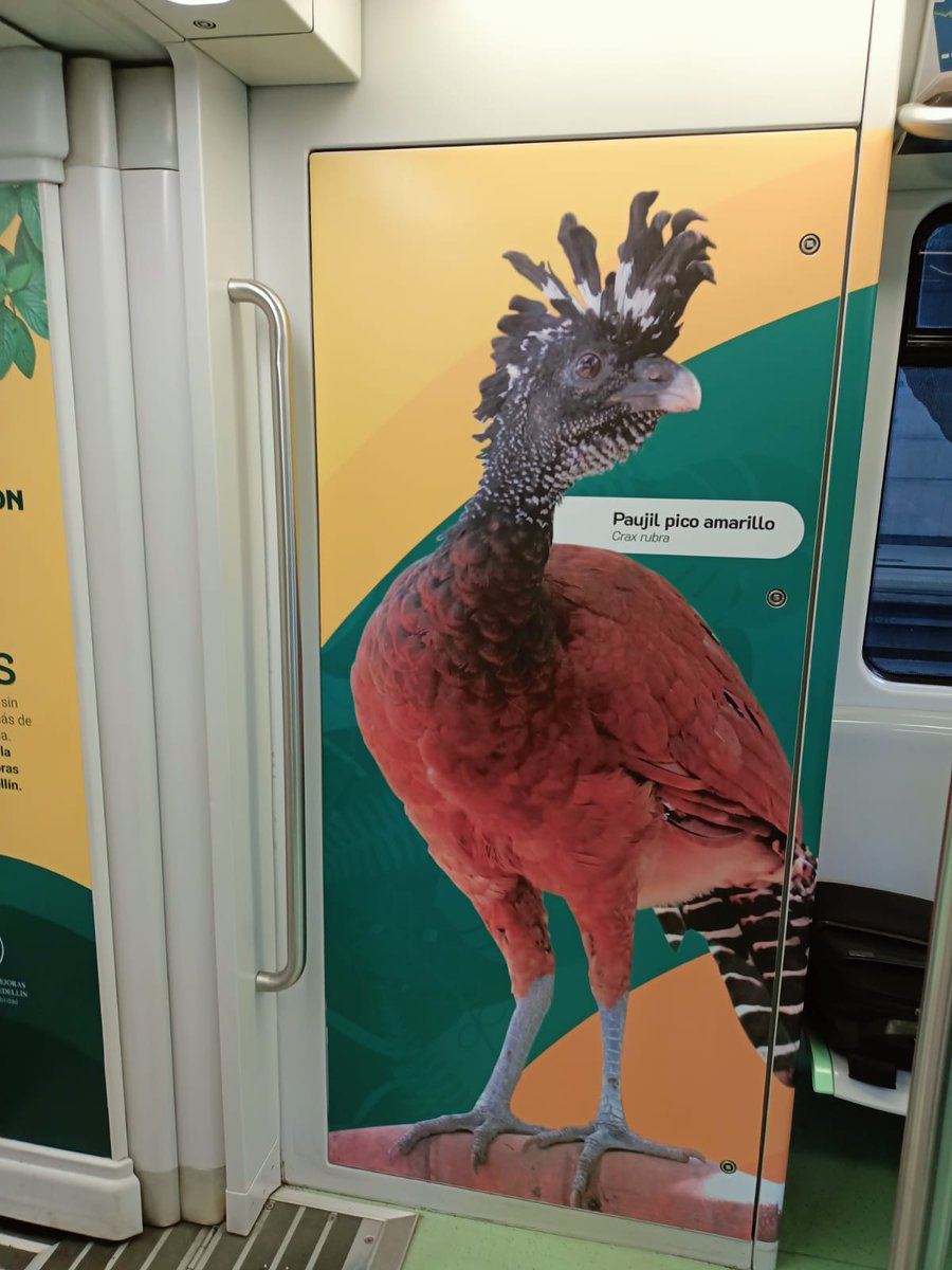 metrodemedellin's tweet photo. Desde hoy rueda en nuestras vías 🛤️ un hermoso #TrenDeLaCultura 🚈🚈🚈 que destaca el quehacer del Parque de la Conservación (@pqconservacion), el otrora zoológico que desde el 2020 es refugio para animales víctimas del tráfico ilegal de fauna silvestre. 🧵👇🏽 https://t.co/JR3msd0zfe