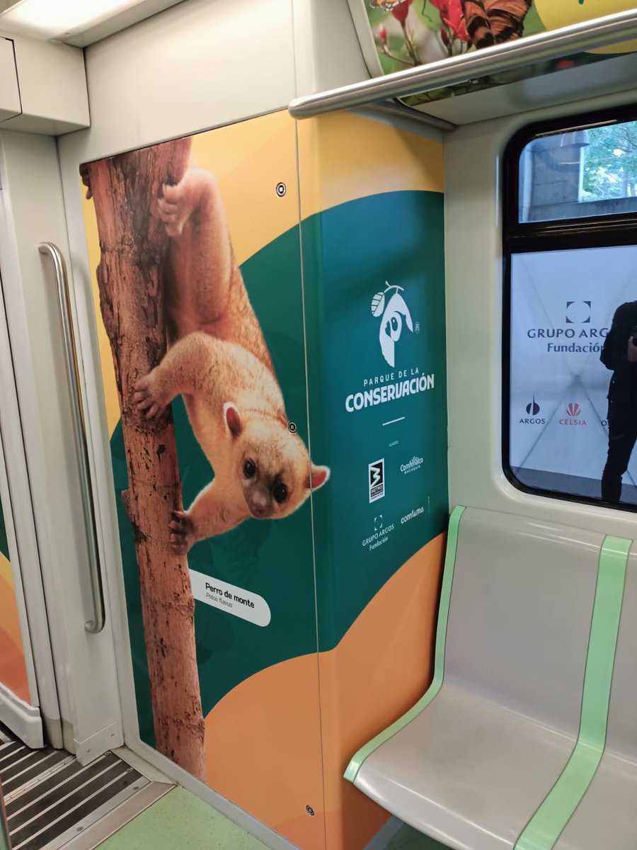metrodemedellin's tweet photo. Desde hoy rueda en nuestras vías 🛤️ un hermoso #TrenDeLaCultura 🚈🚈🚈 que destaca el quehacer del Parque de la Conservación (@pqconservacion), el otrora zoológico que desde el 2020 es refugio para animales víctimas del tráfico ilegal de fauna silvestre. 🧵👇🏽 https://t.co/JR3msd0zfe
