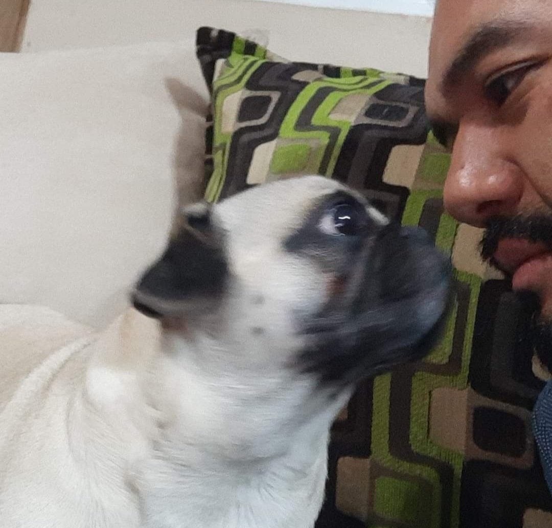 Ella es #DaysiPug gran compañera y amiga sin duda alguna los lomitos siempre estaran con nosotros 
#AmigoQueNoMiente