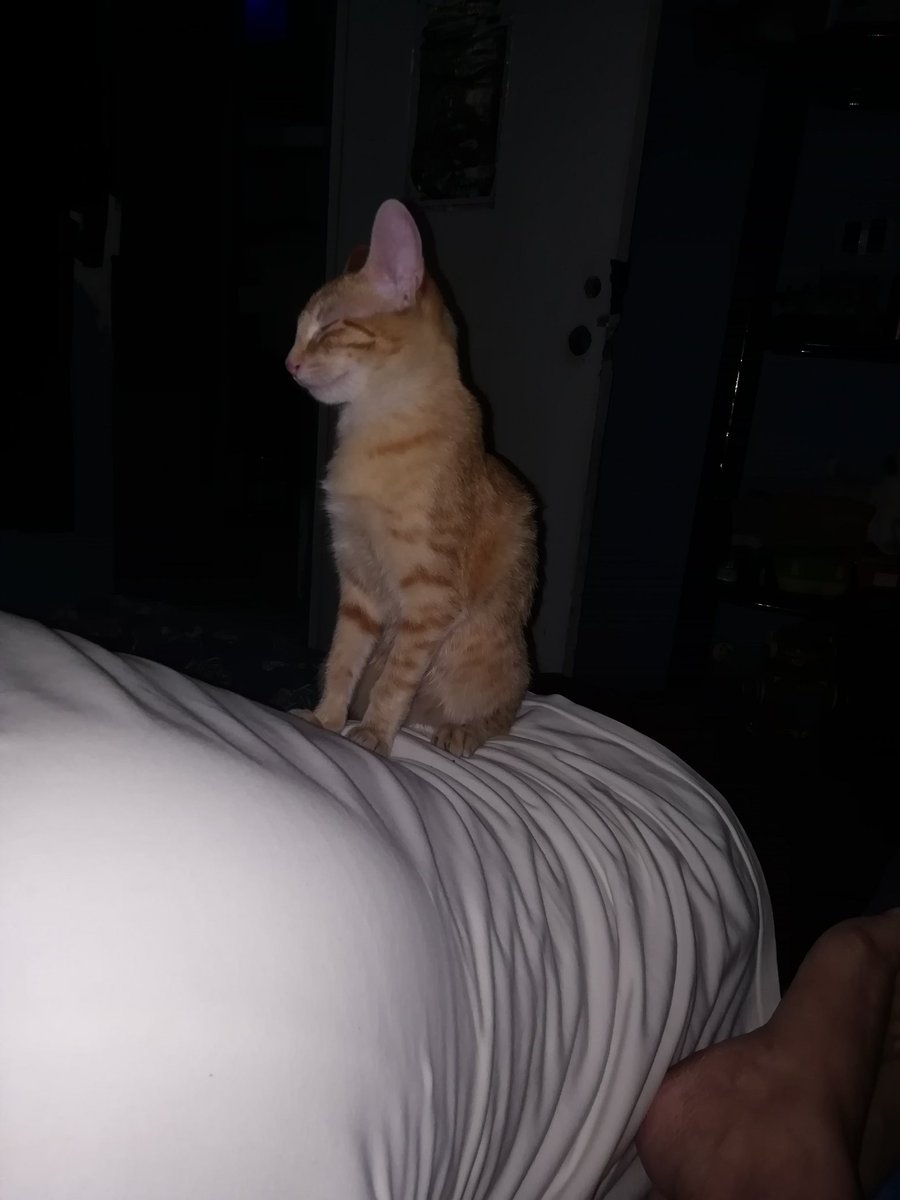 #Amigo Qué NoMiente es muy barvera y juguetona.
