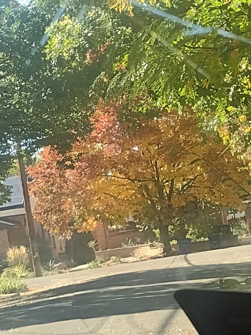 I love the trees in autumn. They're so beautiful https://t.co/ir52aaGKLQ