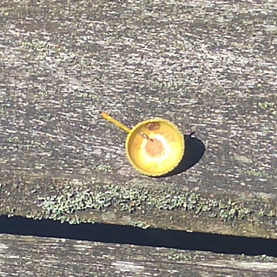 De herfst is nu nat ...
Ik verlang naar een mooie herfstochtend met dauw ...
Lees maar ... bit.ly/SFDauw19

#dauw #herfst #regen #lesgeven #mijmering #persoonlijkepoëzie #vrijepoëzie #dedagislangerdanvandaag #sprankelendefontein