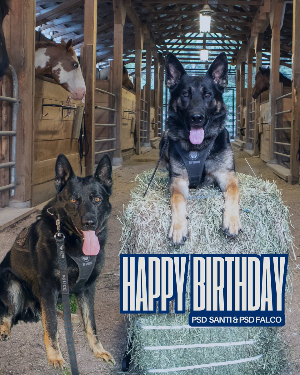 Double the celebration: wishing PSD Santi and PSD Falco very Happy Birthdays today!   

Both are starring in the @VPDCanineCalendar Launching November 1, supporting <a href="/BCChildrensHosp/">BC Children's Hospital</a> and <a href="/bccancerfdn/">BC Cancer Foundation</a>

cc: <a href="/VancouverPD/">Vancouver Police</a>
