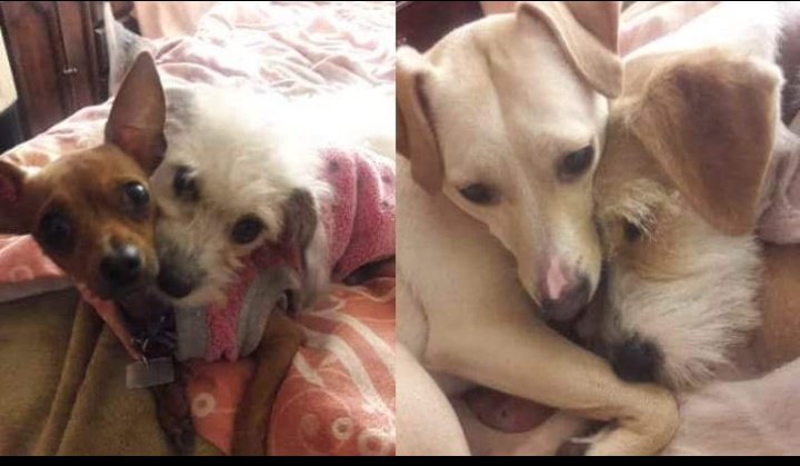 #AmigoQueNoMiente