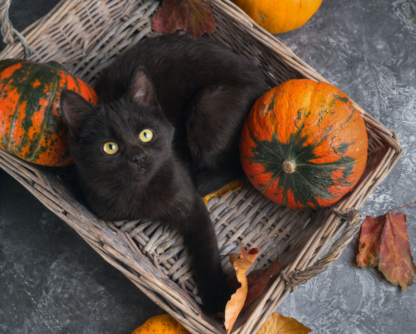 monkey_dancing's tweet photo. We are already getting ready for Halloween.🎃🐈‍⬛ https://t.co/uCufWIiUgM