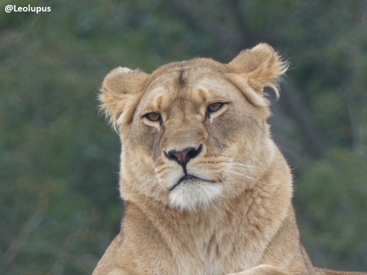 Lioness for #FelidFriday. Lionesses in a pride are all related - mothers, daughters, sisters, aunts. Female cubs stay with the pride they were born into for life, whilst males leave at adolescence. #lions #cats #felids #animals #wildlife