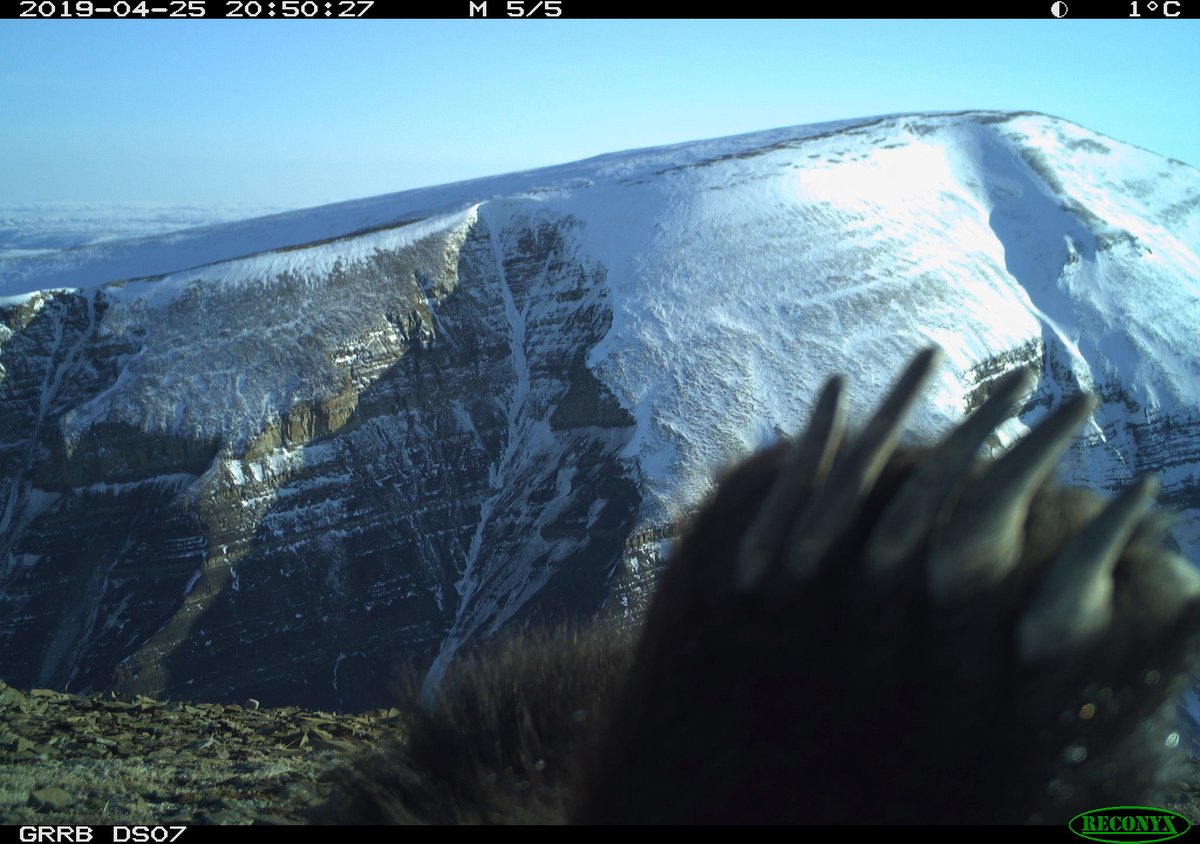 sydney_goward's tweet photo. Some grizzly bears (shih) doing grizzly bear stuff
#TheDiviiProject https://t.co/raPDLy46sd