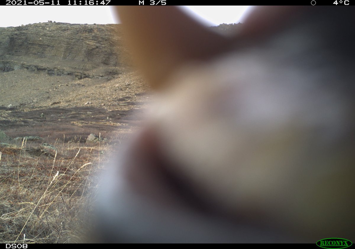 sydney_goward's tweet photo. Some grizzly bears (shih) doing grizzly bear stuff
#TheDiviiProject https://t.co/raPDLy46sd