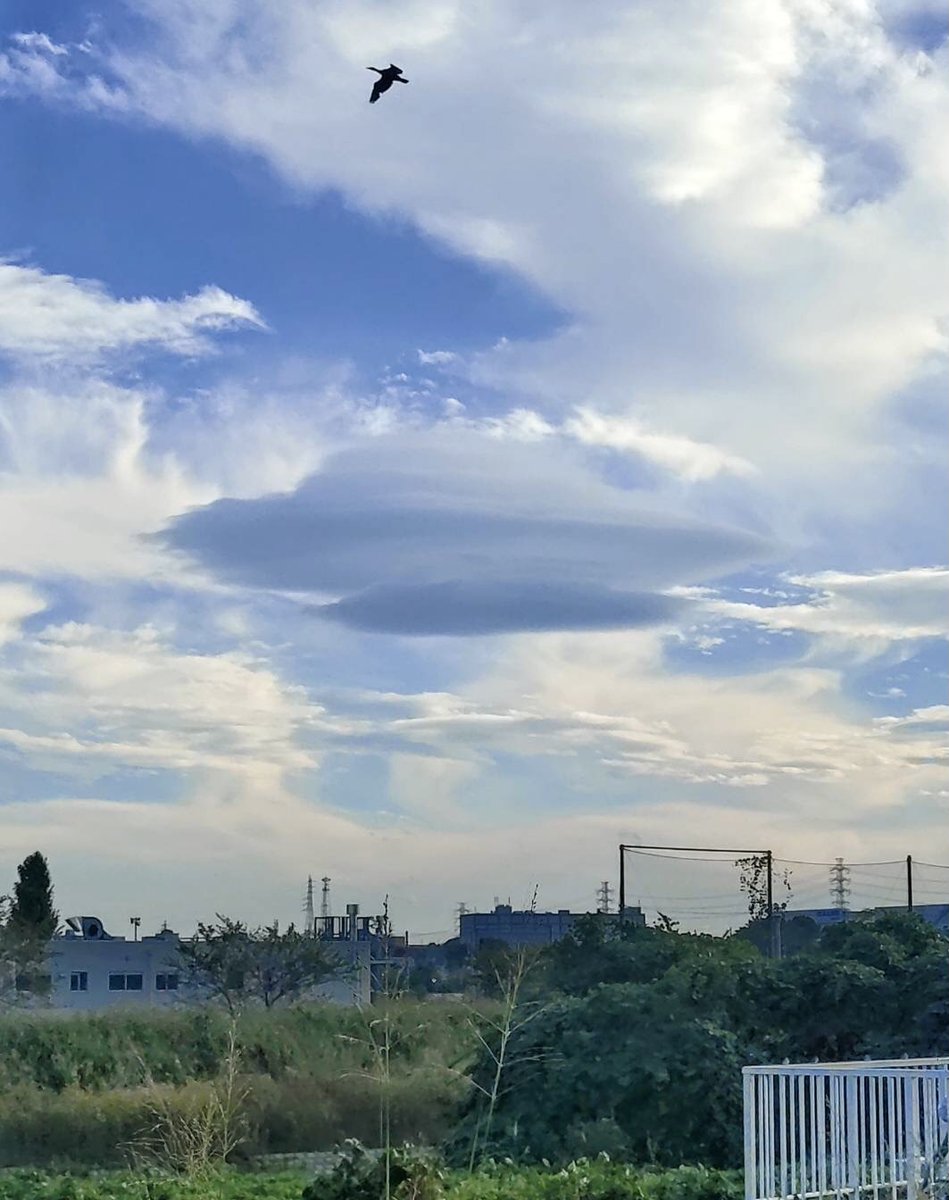 c_o_pomegranate's tweet image. アダムスキー型(?)