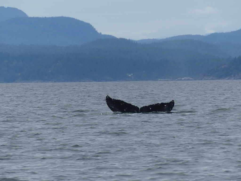 Whale whale whale..... this week has finally come to an end.🐋 #humpback #humpbackwhale #whale #whalewatching #boat #boating #wildanimal #waterlust #ocean #sea #sealife #salishsea #ecotourism #tourism #travelBC #IndigenousBC