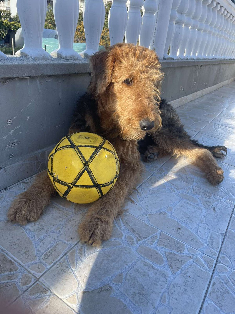 DeepImpulser's tweet photo. Astor (Red Boy) - 9 months old - Airedale Terrier 😍🤩🥰 https://t.co/F2BycP5Hd9
