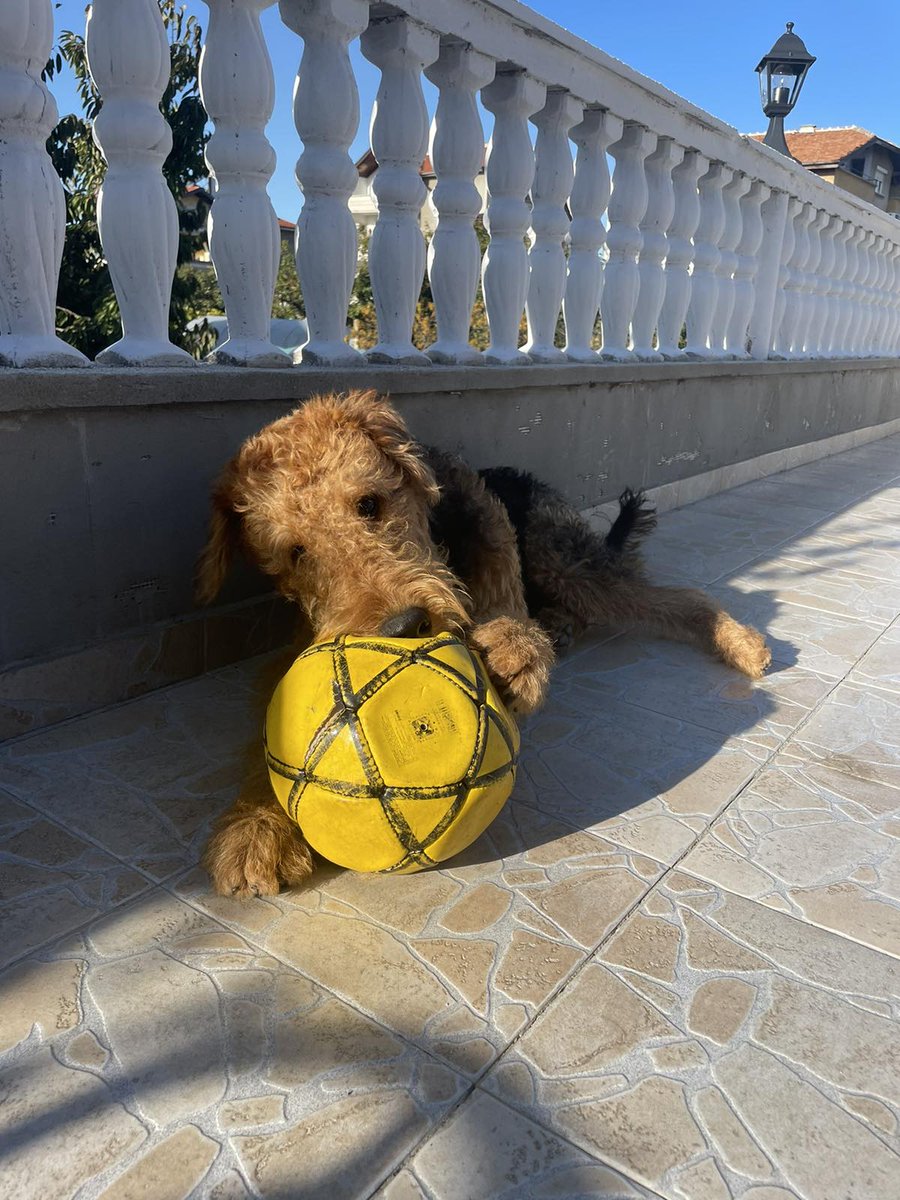 DeepImpulser's tweet photo. Astor (Red Boy) - 9 months old - Airedale Terrier 😍🤩🥰 https://t.co/F2BycP5Hd9