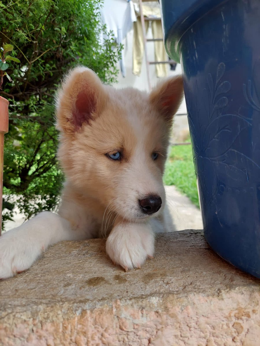 La linda querida kira #Jiquipilco #AmigoQueNoMiente mascota fiel