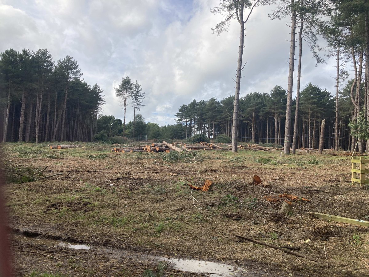 Despite Court of Appeal hearing in November, and pre Final Investment Decision, #SizewellC is clearing SSSI &amp; Goose Hill (claiming it's "reversible"). If this makes you as angry as it makes us TAKE ACTION! Tell <a href="/RishiSunak/">Rishi Sunak</a> &amp; <a href="/Jeremy_Hunt/">Sir Jeremy Hunt MP</a> to #StopSizewellC
action.stopsizewellc.org/cancel-sizewel…